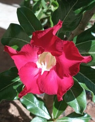Adenium