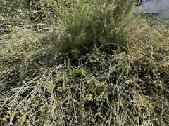Ephedra foeminea