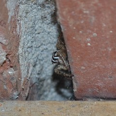 Plexippus paykulli