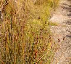 Nevillea obtusissima