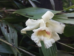 Sobralia
