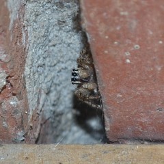Plexippus paykulli