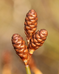 Nevillea obtusissima