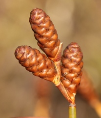 Nevillea obtusissima