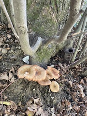 Armillaria mellea