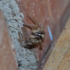 Plexippus paykulli