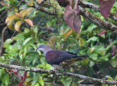 Ducula badia