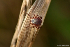 Dermacentor reticulatus
