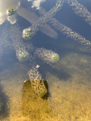 Lagarosiphon major