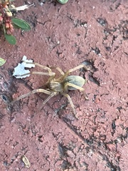 Cheiracanthium mildei