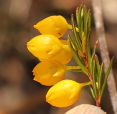 Erica campanularis