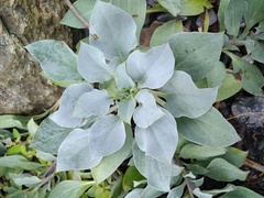 Mertensia maritima