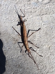 Anisomorpha buprestoides