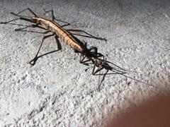 Anisomorpha buprestoides