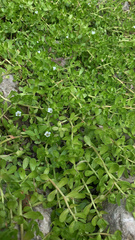 Bacopa monnieri