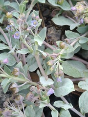 Mertensia maritima