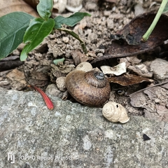Cyclophorus punctatus