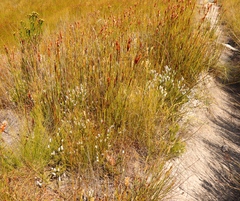 Spatalla mollis