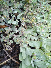 Mertensia maritima