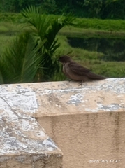 Ptyonoprogne concolor