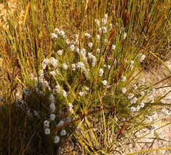 Spatalla mollis