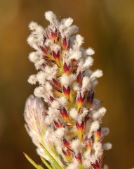 Spatalla mollis