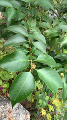 Ligustrum lucidum