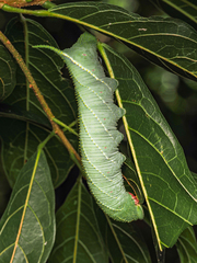 Marumba dyras