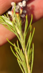 Spatalla mollis