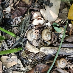 Cyclophorus punctatus