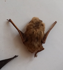 Pipistrellus pipistrellus