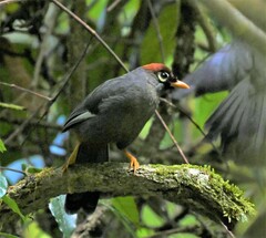 Pterorhinus mitratus