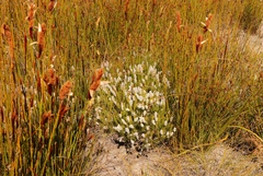 Spatalla mollis