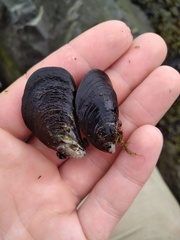 Mytilus edulis