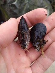 Mytilus edulis