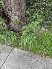 Schinus molle