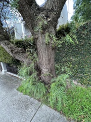 Schinus molle