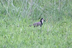 Vanellus crassirostris