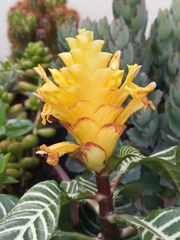 Aphelandra squarrosa
