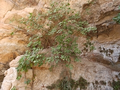 Ficus carica