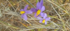 Cyanella hyacinthoides