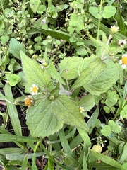 Galinsoga parviflora