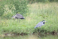 Ardea melanocephala