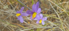 Cyanella hyacinthoides
