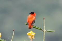 Euplectes franciscanus