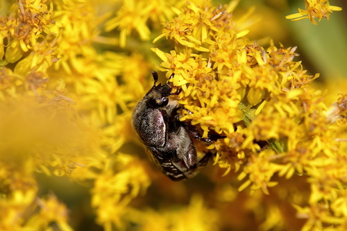 Dark Flower Scarab photo 6