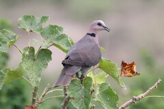 Streptopelia semitorquata