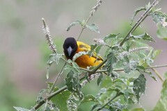 Ploceus melanocephalus