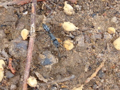 Paltothyreus tarsatus