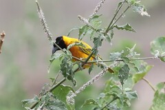 Ploceus melanocephalus